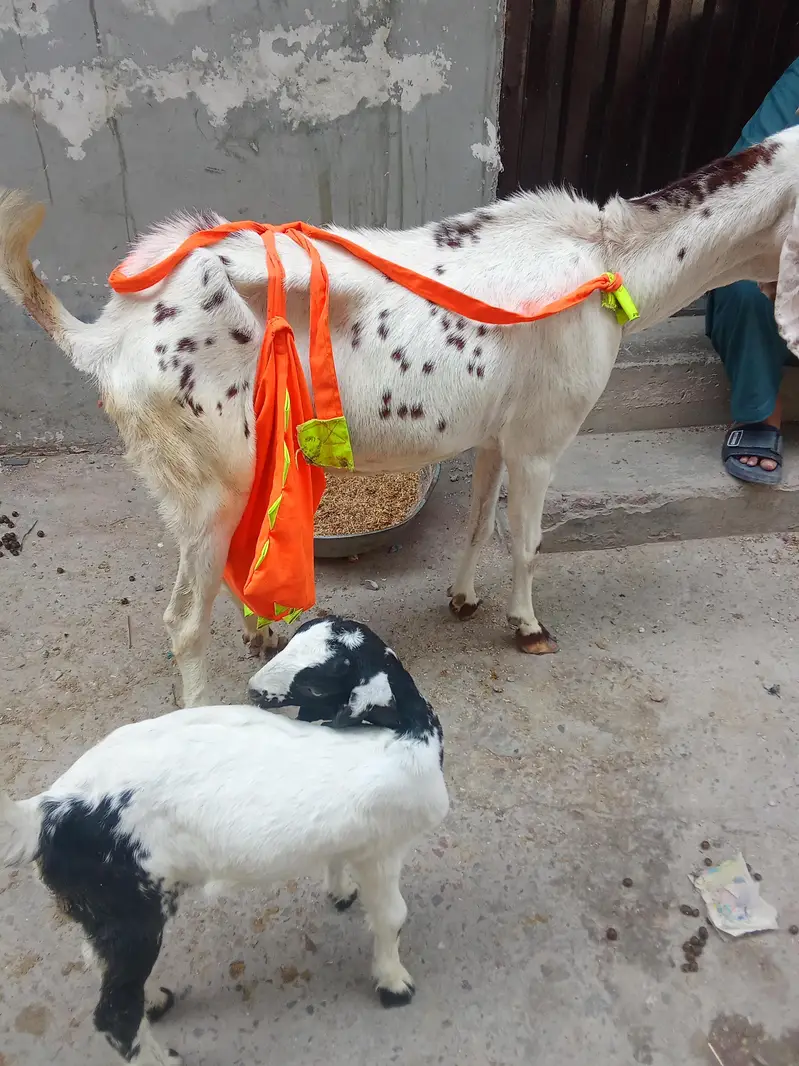 Bakri and female baby for sall in urgent bases — photo 4