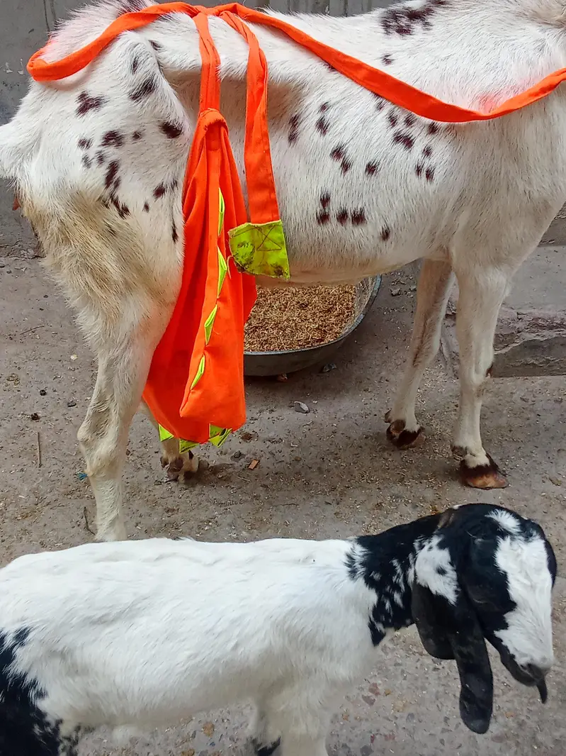 Bakri and female baby for sall in urgent bases — photo 5
