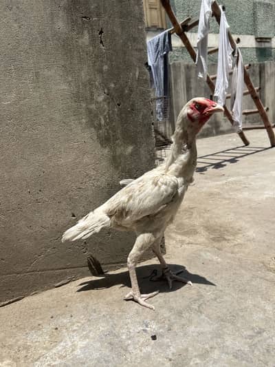 Aseel hen