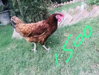 Eggs dana wali murgia for sale
