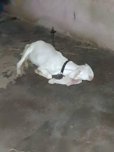 PURE GULABI TOP QUALITY KE BAKRI HA