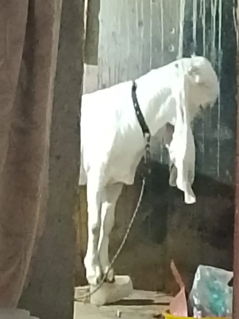 PURE GULABI TOP QUALITY KE BAKRI HA — photo 2