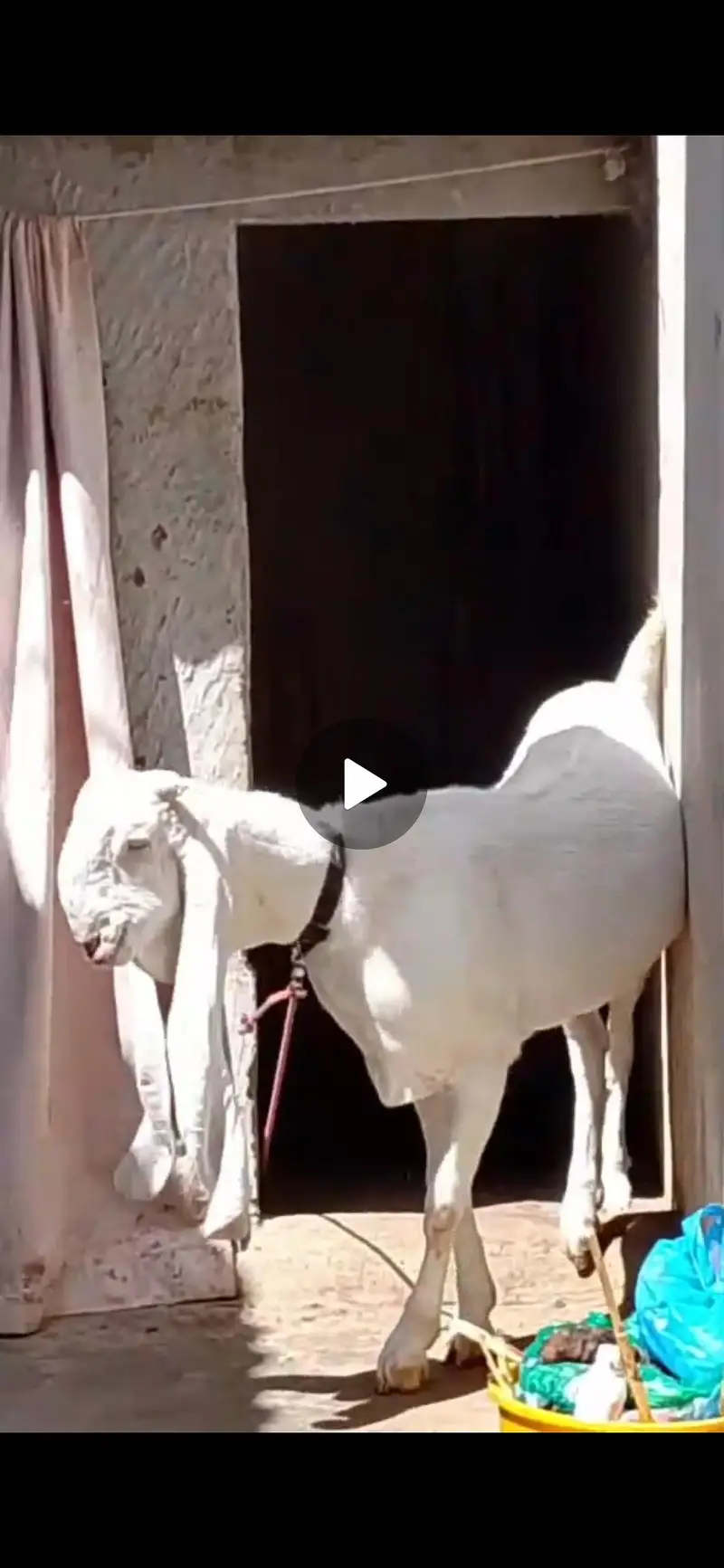 PURE GULABI TOP QUALITY KE BAKRI HA — photo 3