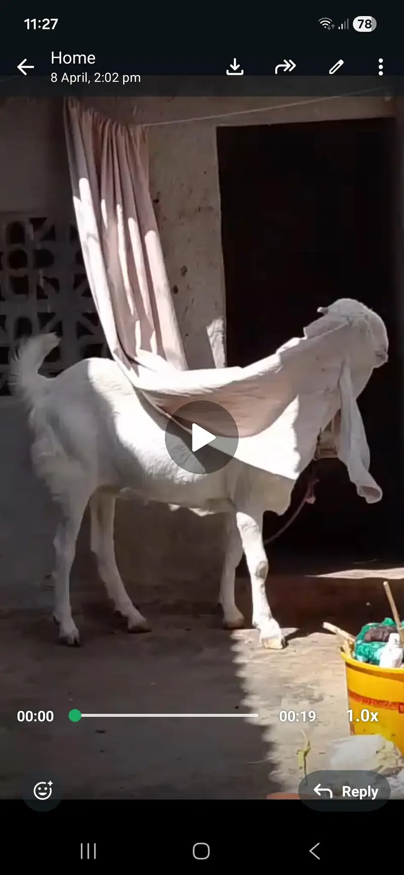 PURE GULABI TOP QUALITY KE BAKRI HA — photo 4