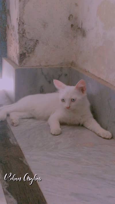 parsian cat