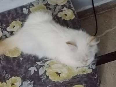 White persian male for sale