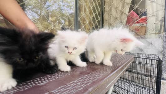 Persian Turkish angira with Irani persian