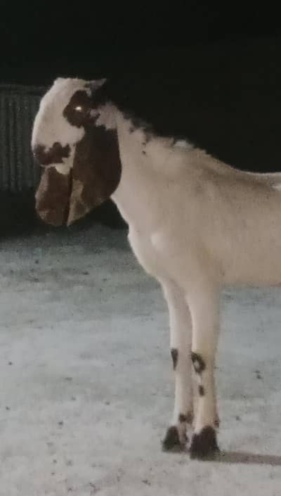 MashAllah Makhichena khera bakra