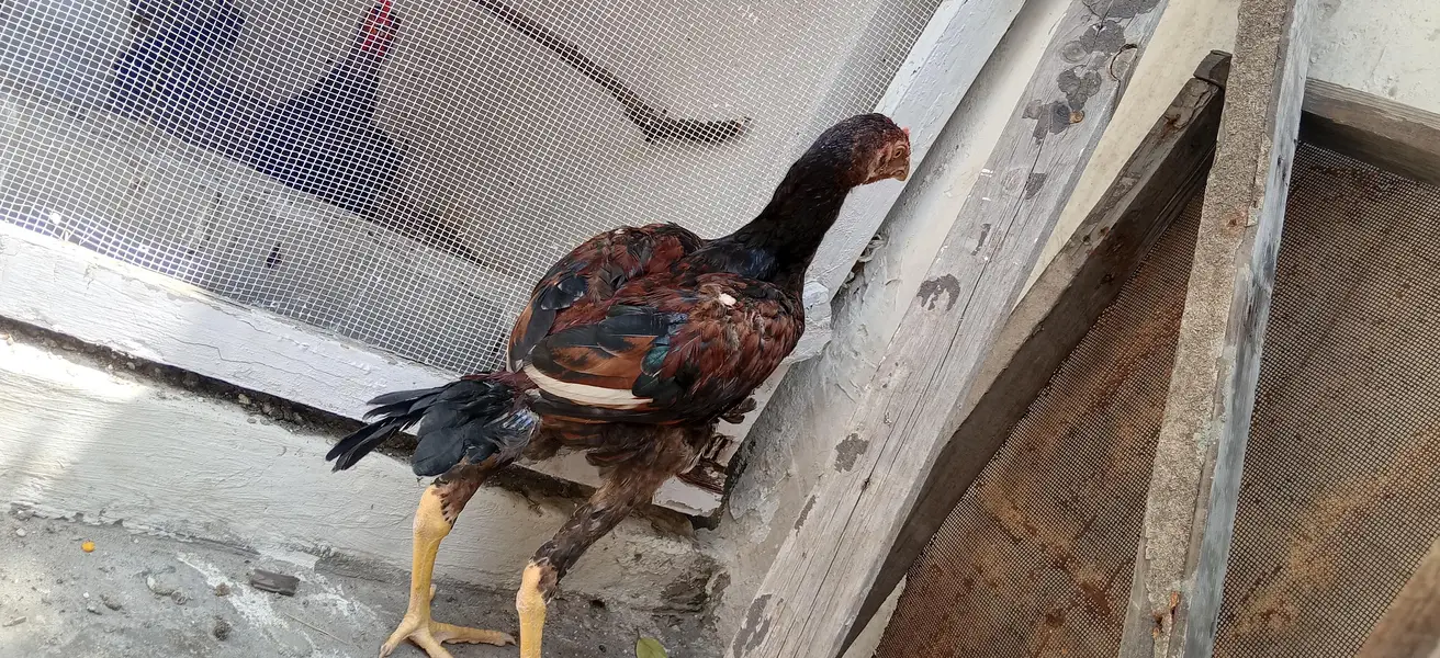 VETNUM PATHA URGENT SALE HA — photo 2