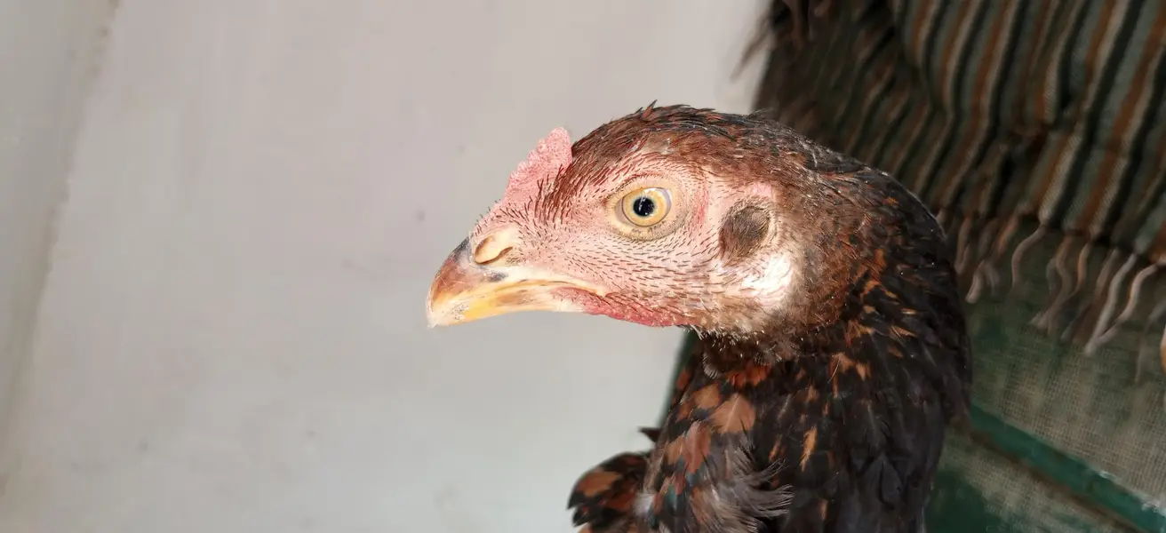 VETNUM PATHA URGENT SALE HA — photo 3