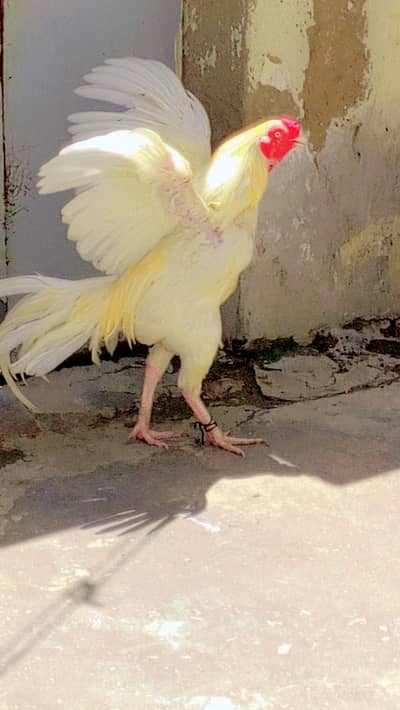 Pure aseel white heera male and mianwali female