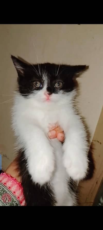Persian cat for sale