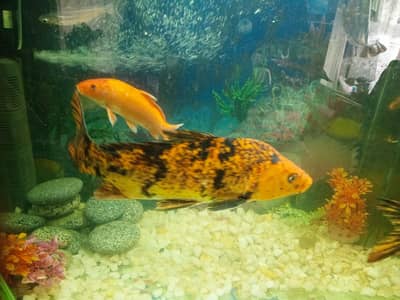 full active orange and black