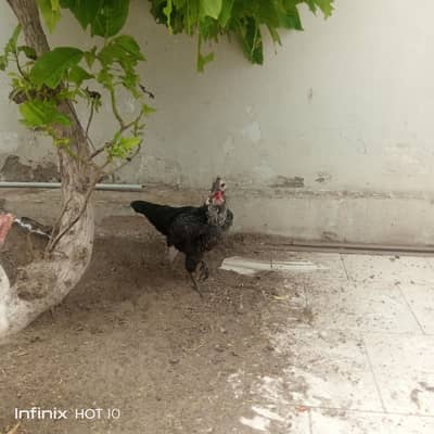 egg py hy murgi