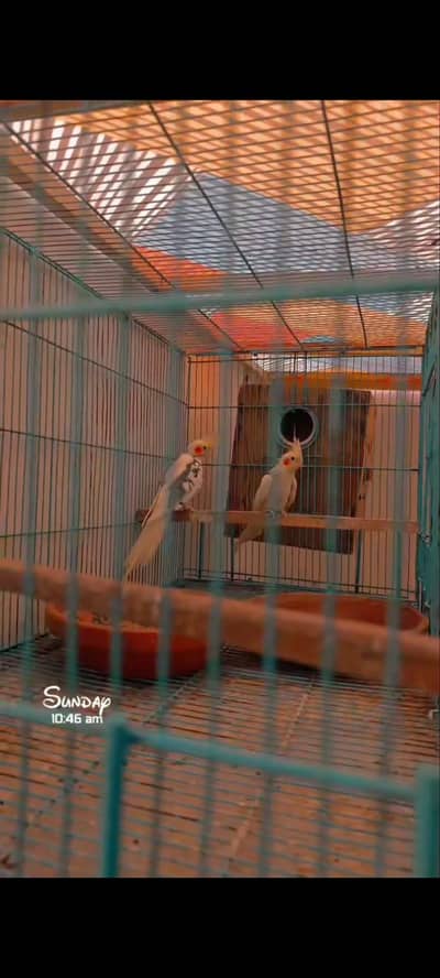 Cocktails pair with cage and box