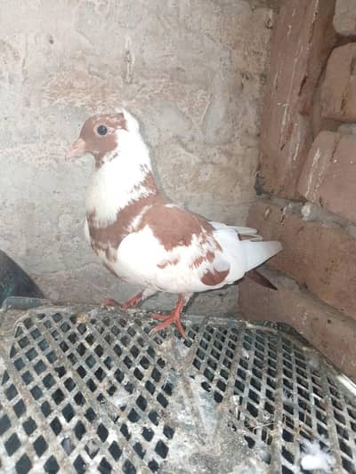 kabutar for sale