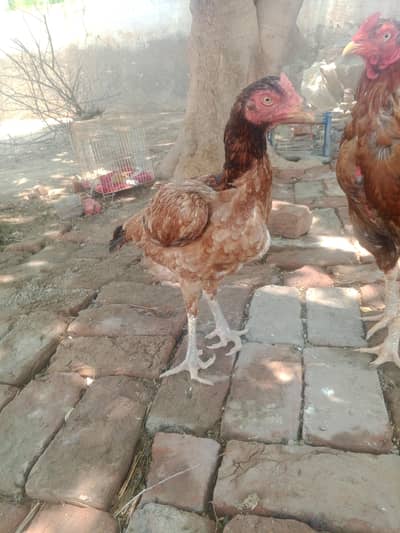pure Aseel Sindhi cross madi/murgi