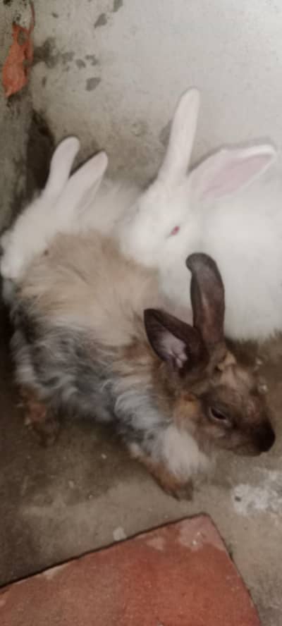 Angora Rabbits 8 pcs for sale