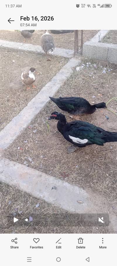 male for sale