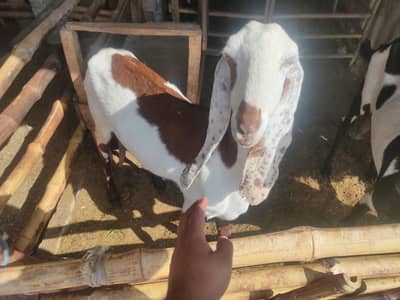 Two goats Aik 2 dant Aik 6 dant Betal