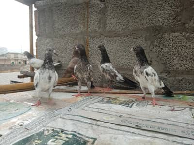 Breeder and parwazi bachy for sale