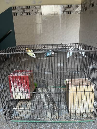 LoveBirds for Sale