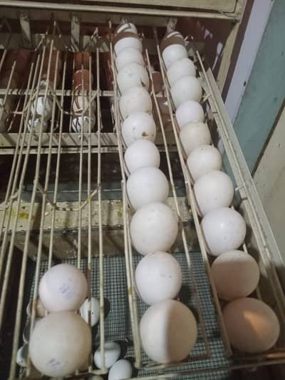 Duck Eggs for sale
