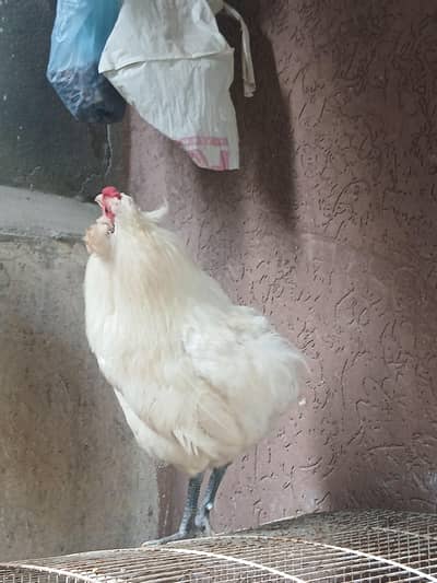 Araucana/Neelay Anday dene wali breed k Males/ Chicks