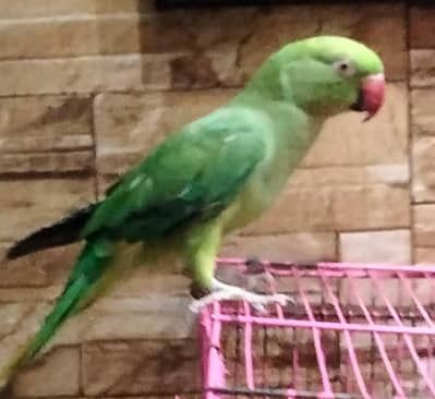 female khatta parrot