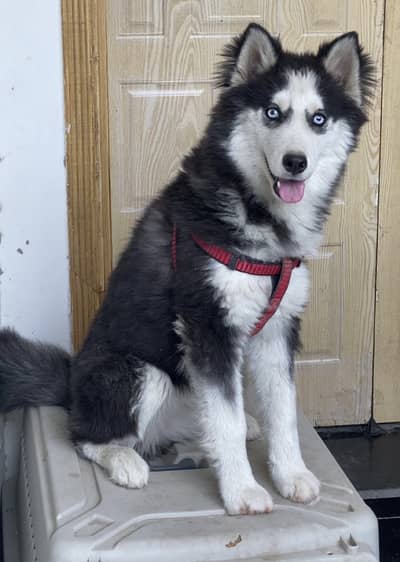 Siberian Husky Male Blue Eyes