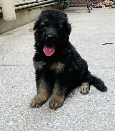 German shephard male puppy for sale