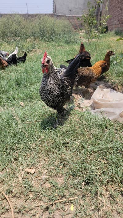Golden Misri Pathiya Patha mix available Vaccine complete