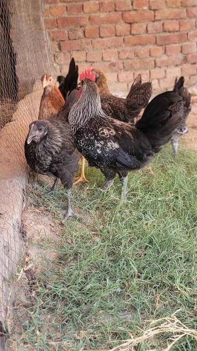 Golden Misri Pathiya Patha mix available Vaccine complete