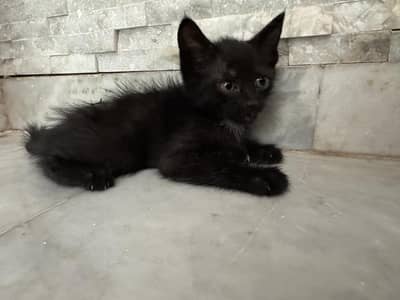for sale