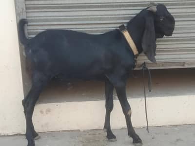 Bakra for sale.  0,3,1,6=4=8=3=9=2=0=9