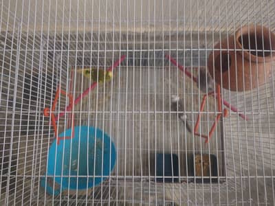 Two dove bird one Australian with new Cage