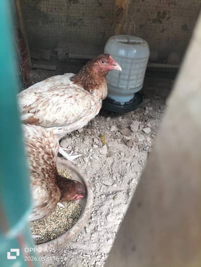 Pure Aseel Kurak Hen For Sale - Healthy & Active Breeding Bird