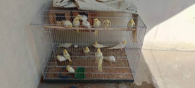 Breeder parrot