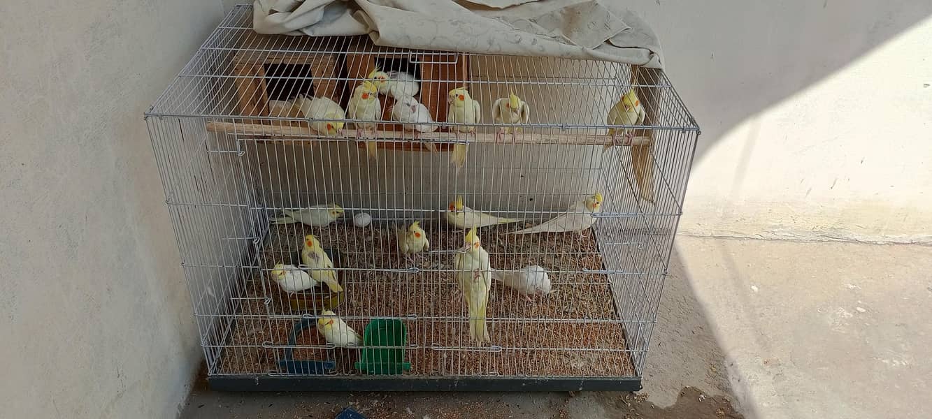 Breeder parrot 0
