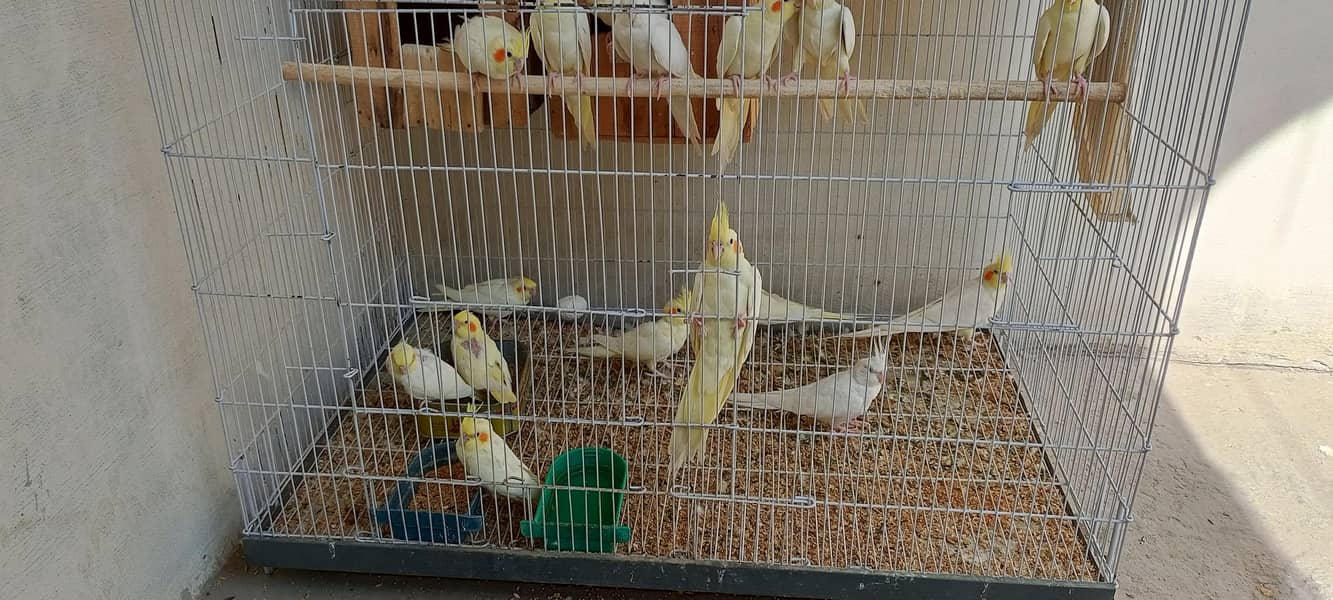 Breeder parrot 1