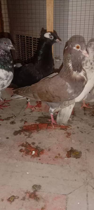 fancy ar fly karnay Waly pigeons all of them have different price