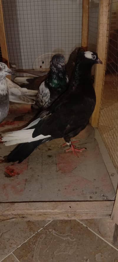 fancy ar fly karnay Waly pigeons all of them have different price