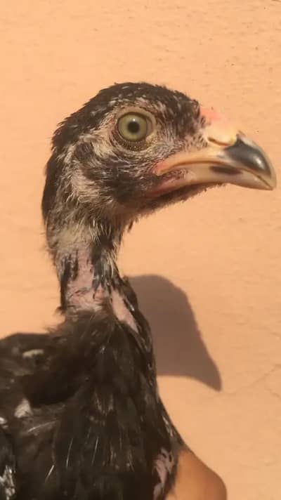 Pure german Brazilian breed exchange possible hai