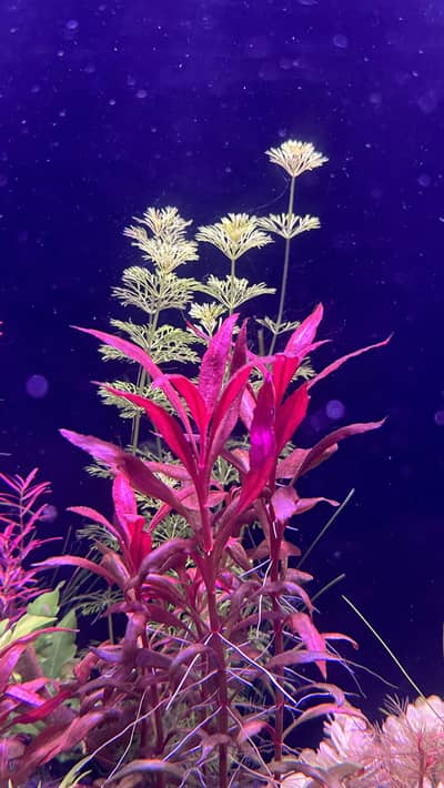 Aquatic plants