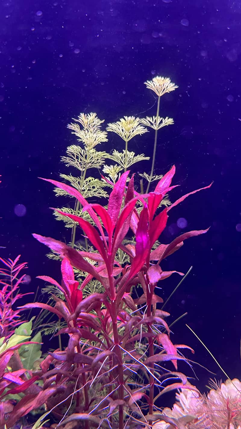 Aquatic plants 0