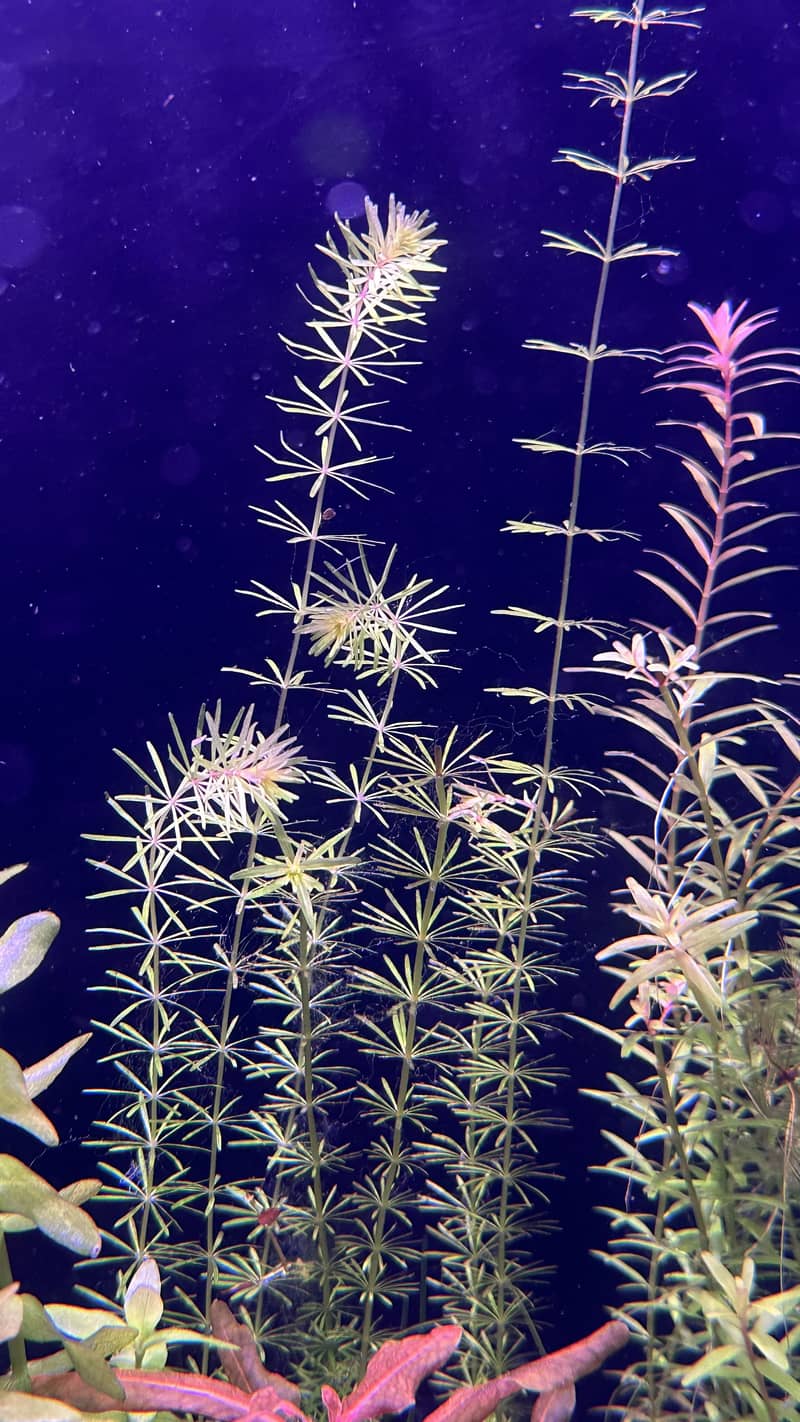 Aquatic plants 1