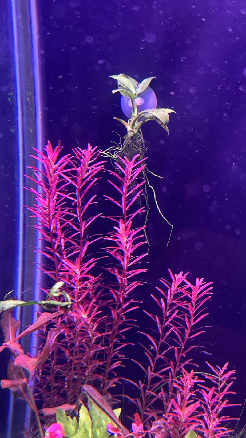 Aquatic plants 2
