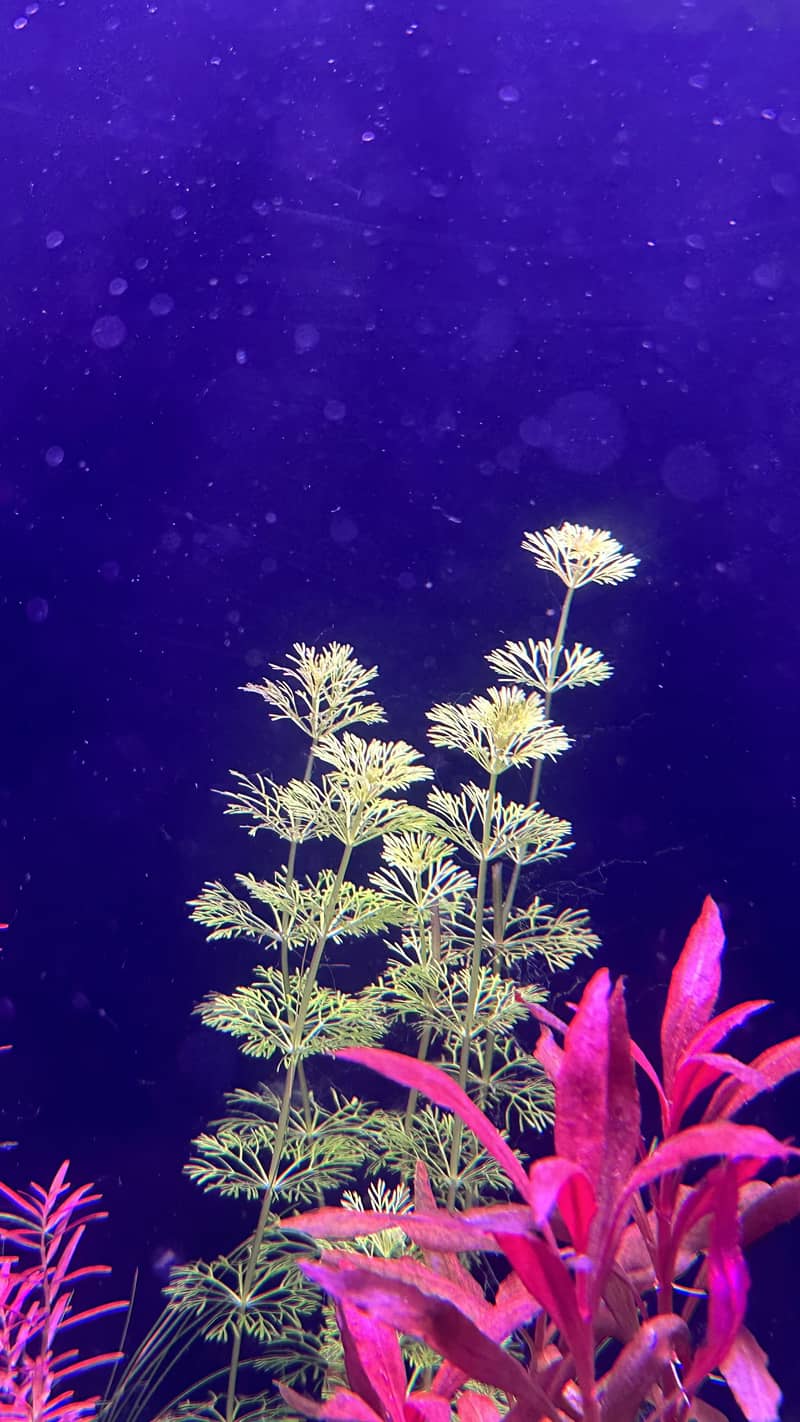 Aquatic plants 3