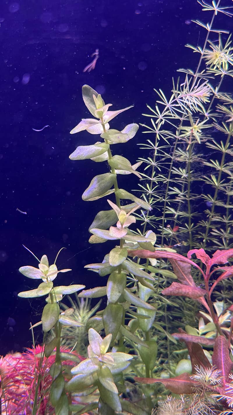Aquatic plants 4