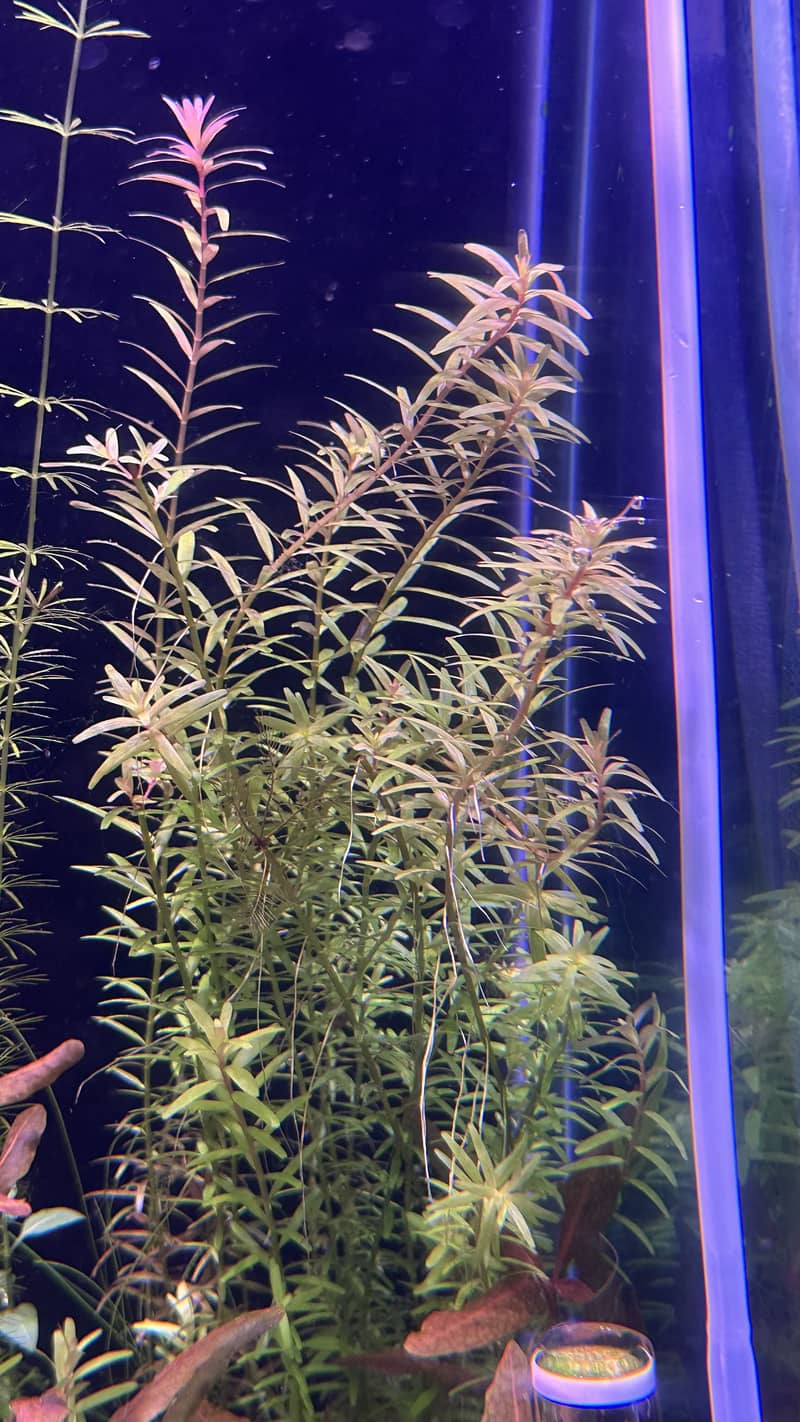 Aquatic plants 5
